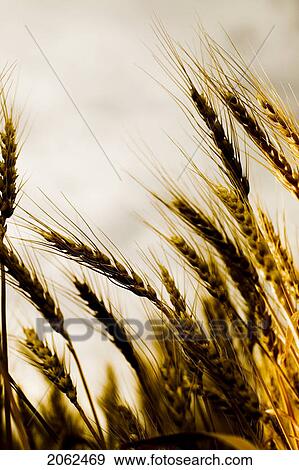 Stock Photo - Dramatic Stalks Of Wheat, Saskatchewan, Canada. Fotosearch