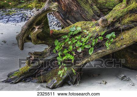 Driftwood log with new vegetation growing out of it on mackenzie beach; Tofino british columbia canada View Large Photo Image Stock Image - Driftwood log with new vegetation growing out of it on mackenzie beach; Tofino british columbia canada. Fotosearch