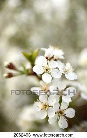 Stock Image - Drought Resistant Cherry Blossom. Fotosearch