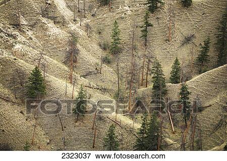 Dry grassy slopes spotted with pine trees; Kamloops british columbia canada View Large Photo Image Stock Photo - Dry grassy slopes spotted with pine trees; Kamloops british columbia canada. Fotosearch