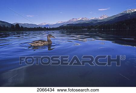 Picture - Duck Floats In Alta Lake, Summer Mountains In Background, Whistler, Bc. Fotosearch