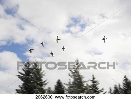 Stock Photo - Ducks In Flight, Whistler, Bc Canada. Fotosearch