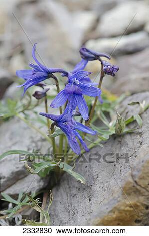 Dwarf Larkspur(Delphinium brachycentrum) flowers on rocky slope of Cathedral Mountain in Denali National Park, Alaska. View Large Photo Image Stock Image - Dwarf Larkspur(Delphinium brachycentrum) flowers on rocky slope of Cathedral Mountain in Denali National Park, Alaska.. Fotosearch