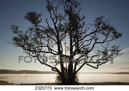 Early morning mist over lough leane; Killarney county kerry ireland View Large Photo Image Stock Image - Early morning mist over lough leane; Killarney county kerry ireland. Fotosearch