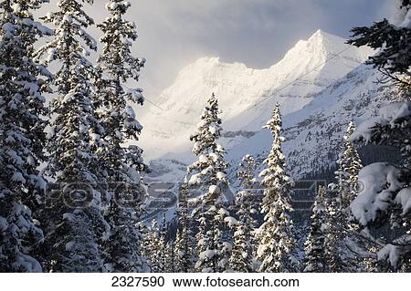 Early morning sunlit snow covered mountain peaks with snow covered evergreen trees and misty clouds; Lake louise alberta canada View Large Photo Image Stock Image - Early morning sunlit snow covered mountain peaks with snow covered evergreen trees and misty clouds; Lake louise alberta canada. Fotosearch