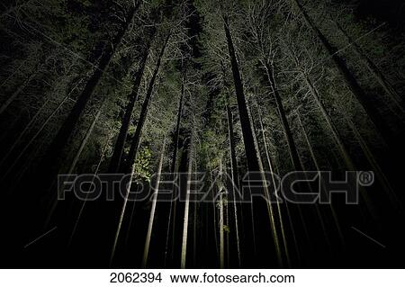 Picture - Eerie Trees At Night, Cypress Hills, Saskatchewan. Fotosearch