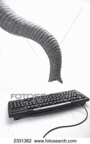 Elephant's trunk and computer keyboard View Large Photo Image Stock Image - Elephant's trunk and computer keyboard. Fotosearch