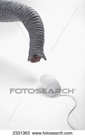 Elephant's trunk and computer mouse View Large Photo Image Stock Image - Elephant's trunk and computer mouse. Fotosearch
