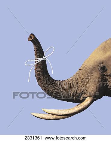 Stock Image - Elephant's trunk with string tied around it. Fotosearch