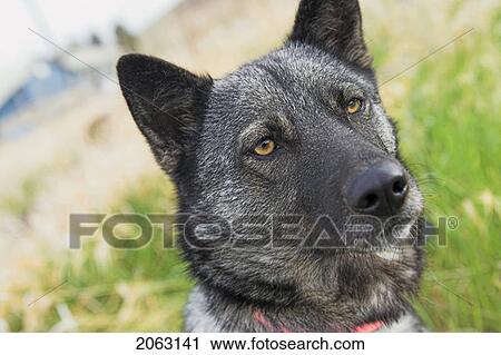 Stock Image - Elvi, Mixed Breed Dog - Norwegian Elkhound Cross, Canada, Alberta. Fotosearch