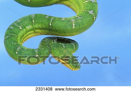 Emerald tree boa (corallus caninus) on a blue background; British columbia canada View Large Photo Image Stock Photo - Emerald tree boa (corallus caninus) on a blue background; British columbia canada. Fotosearch