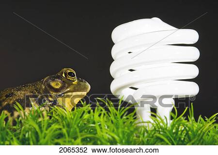 Energy-Saving Light Bulb Inspected By Green Frog. View Large Photo Image Stock Image - Energy-Saving Light Bulb Inspected By Green Frog.. Fotosearch