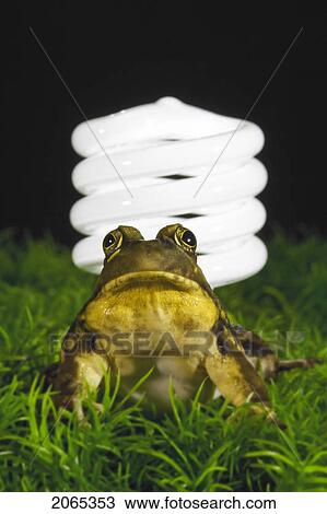 Stock Image - Energy-Saving Light Bulb Inspected By Green Frog.. Fotosearch