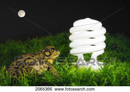 Energy-Saving Light Bulb Inspected By Green Frog. View Large Photo Image Stock Photograph - Energy-Saving Light Bulb Inspected By Green Frog.. Fotosearch