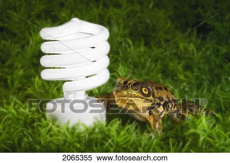 Energy-Saving Light Bulb Inspected By Green Frog. View Large Photo Image Stock Photography - Energy-Saving Light Bulb Inspected By Green Frog.. Fotosearch