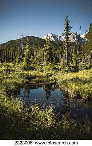 Stock Photograph - Evening light on a small swampy stream in the rocky mountains; Kananaskis alberta canada. Fotosearch