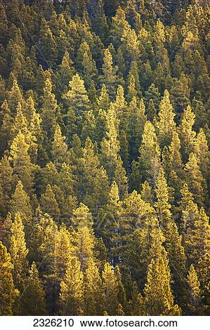 Evergreen tree in yellow and green along side the alaska highway in early spring stone mountain provincial park; British columbia canada View Large Photo Image Stock Image - Evergreen tree in yellow and green along side the alaska highway in early spring stone mountain provincial park; British columbia canada. Fotosearch