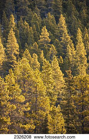 Stock Photo - Evergreen tree in yellow and green along side the alaska highway in early spring stone mountain provincial park; British columbia canada. Fotosearch