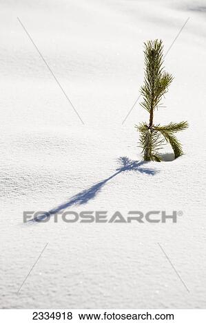 Evergreen tree top sticking out of the snow with long shadow; Lake louise alberta canada View Large Photo Image Stock Photo - Evergreen tree top sticking out of the snow with long shadow; Lake louise alberta canada. Fotosearch