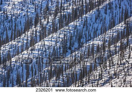 Evergreen trees along side the alaska highway in early spring stone mountain provincial park northern canadian rockies; British columbia canada View Large Photo Image Stock Image - Evergreen trees along side the alaska highway in early spring stone mountain provincial park northern canadian rockies; British columbia canada. Fotosearch