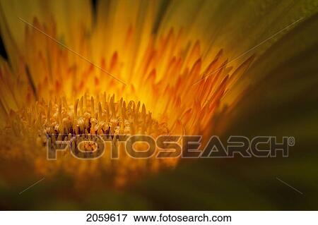 Extreme Close-Up Of Gerbera Flower; Daisy View Large Photo Image Stock Photo - Extreme Close-Up Of Gerbera Flower; Daisy. Fotosearch