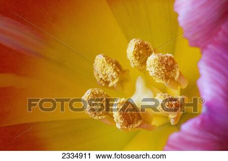 Stock Image - Extreme close up of tulip pistils; Calgary alberta canada. Fotosearch