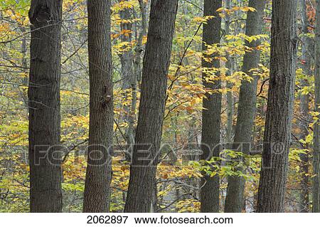 Fall Colours In Forest Along Twelve Mile Creek - Pelham, Ontario, Canada View Large Photo Image Stock Photo - Fall Colours In Forest Along Twelve Mile Creek - Pelham, Ontario, Canada. Fotosearch