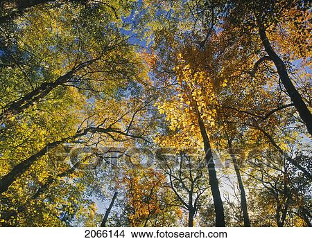 Picture - Fall Colours, Kejimkujik National Park, Nova Scotia, Canada. Fotosearch