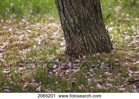 Stock Image - Fallen Cherry Blossoms (Prunus Serrulata) Presents A Clear Picture Of Spring In Edmonton, Alberta.. Fotosearch