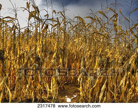 Fallow Corn Field; Ottawa Ontario Canada View Large Photo Image Stock Photo - Fallow Corn Field; Ottawa Ontario Canada. Fotosearch
