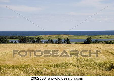 Farmland And Ocean Near East Point, Prince Edward Island View Large Photo Image Stock Photograph - Farmland And Ocean Near East Point, Prince Edward Island. Fotosearch