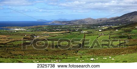Farmland and sheep grazing; County cork ireland View Large Photo Image Stock Photo - Farmland and sheep grazing; County cork ireland. Fotosearch