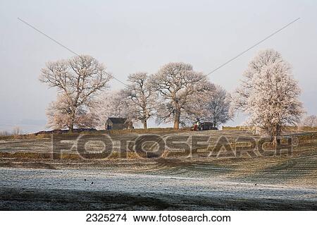 Farmland and trees covered in frost; Pilsley peak district derbyshire england View Large Photo Image Picture - Farmland and trees covered in frost; Pilsley peak district derbyshire england. Fotosearch