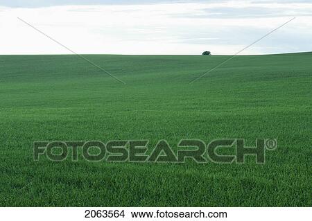 Picture - Farmland; Canada, Manitoba, Erickson. Fotosearch
