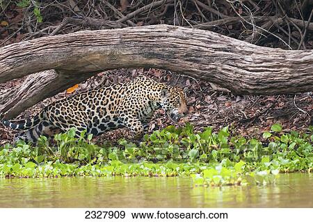 Female jaguar hunts along the pixiam river; Pantanal brazil View Large Photo Image Stock Photo - Female jaguar hunts along the pixiam river; Pantanal brazil. Fotosearch