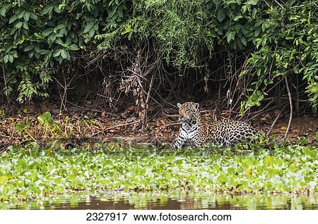 Female jaguar hunts along the pixiam river; Pantanal brazil View Large Photo Image Stock Photo - Female jaguar hunts along the pixiam river; Pantanal brazil. Fotosearch