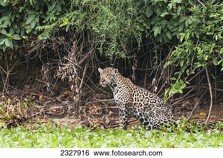 Female jaguar hunts along the pixiam river; Pantanal brazil View Large Photo Image Stock Photograph - Female jaguar hunts along the pixiam river; Pantanal brazil. Fotosearch