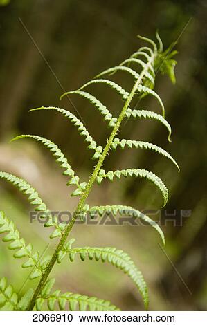Fern, Chamonix, France View Large Photo Image Stock Image - Fern, Chamonix, France. Fotosearch