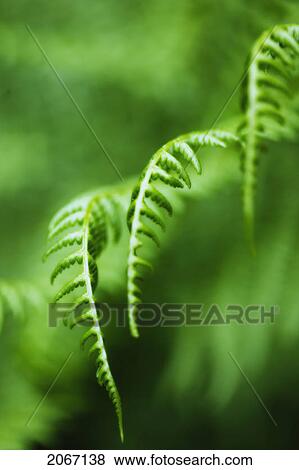 Fern Detail, West Vancouver, B. C. View Large Photo Image Stock Photo - Fern Detail, West Vancouver, B. C.. Fotosearch