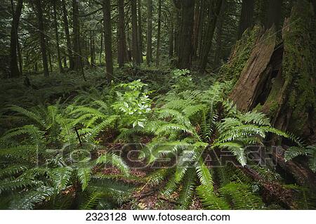 Stock Photo - Ferns in a temperate rain forest covering the forest floor; Bridal veil falls british columbia canada. Fotosearch
