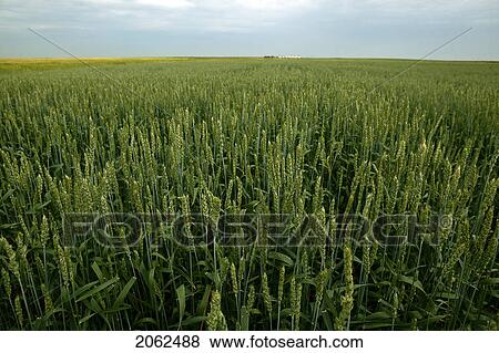 Stock Photo - Field Of Barley, Saskatchewan, Canada. Fotosearch