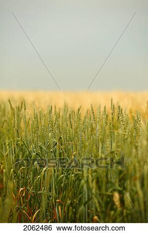 Stock Photograph - Field Of Barley, Saskatchewan, Canada. Fotosearch