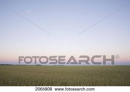 Stock Photo - Field Of Canary Seed At Sunset, Saskatchewan, Canada. Fotosearch