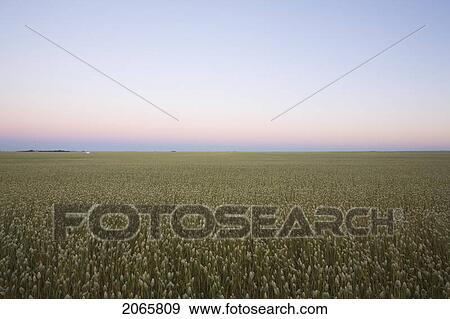 Field Of Canary Seed At Sunset, Saskatchewan, Canada View Large Photo Image Stock Photo - Field Of Canary Seed At Sunset, Saskatchewan, Canada. Fotosearch