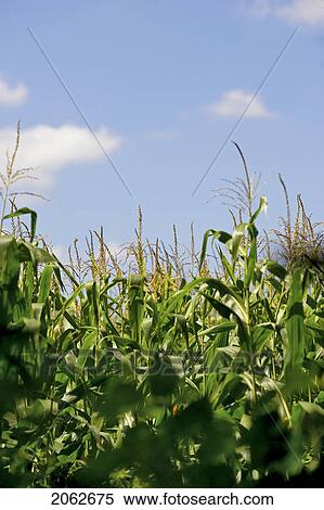 Field Of Corn Stalks Against A Blue Sky View Large Photo Image Stock Photography - Field Of Corn Stalks Against A Blue Sky. Fotosearch