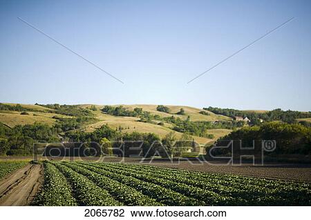 Stock Image - Field Of Cucumbers, Lumsden, Saskatchewan, Canada. Fotosearch