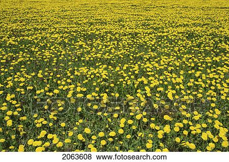 Stock Photo - Field Of Dandelions In Full Bloom; Canada, Manitoba, Erickson. Fotosearch