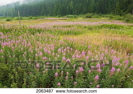 Field Of Fireweed Flowers. Sunshine Valley, Bc. View Large Photo Image Stock Photo - Field Of Fireweed Flowers. Sunshine Valley, Bc.. Fotosearch