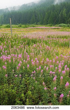Stock Photograph - Field Of Fireweed Flowers. Sunshine Valley, Bc.. Fotosearch