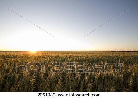 Field Of Wheat At Sunset, Saskatchewan, Canada View Large Photo Image Stock Photo - Field Of Wheat At Sunset, Saskatchewan, Canada. Fotosearch